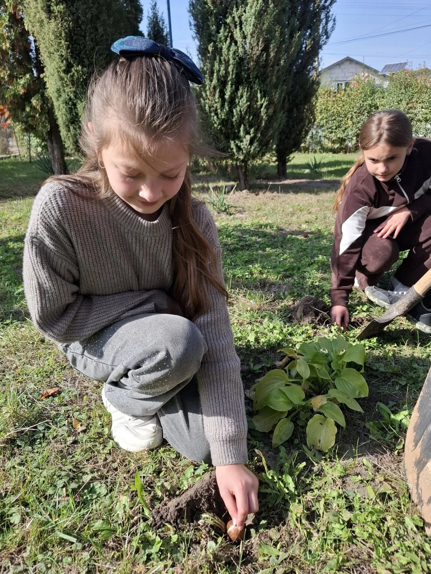 Висаджування тюльпанів