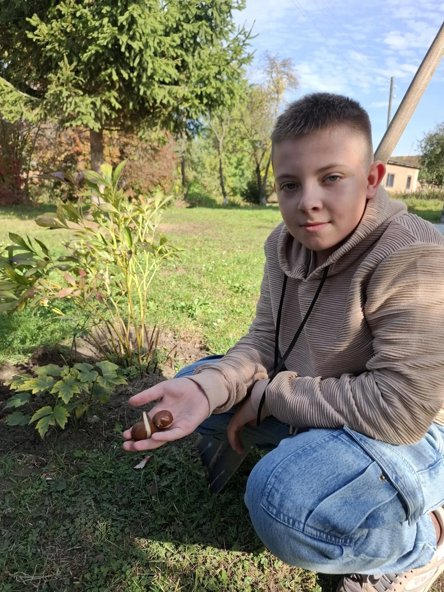 Висаджування тюльпанів